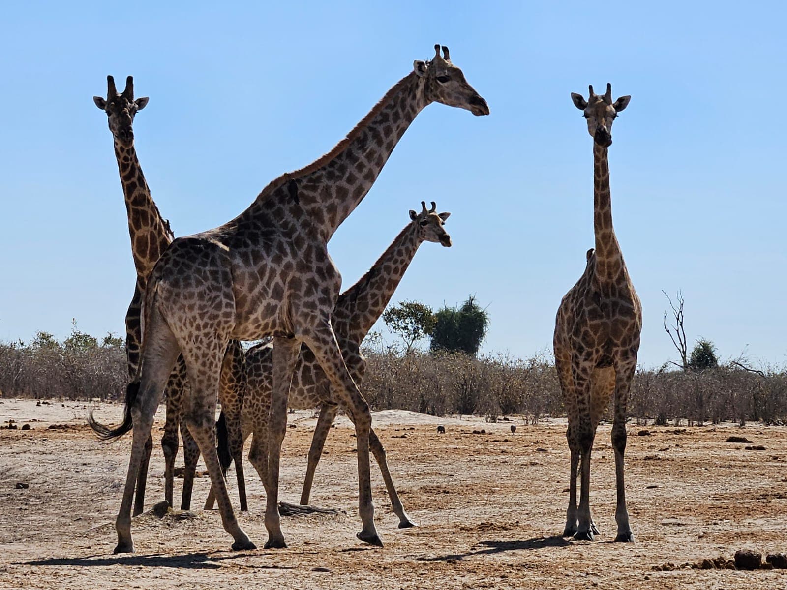 Four giraffes standing together in open Chobe bush under a clear sky