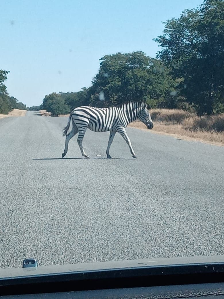 A zebra crossing the tar road ahead of a vehicle on the way to the lodge